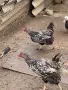 Продавам елитен Виандот, снимка 2