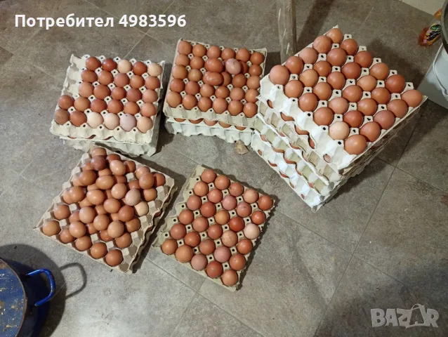 Продавам домашни яйца от свободни кокошки.