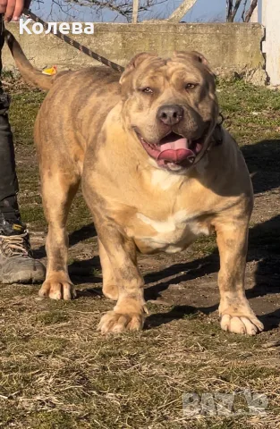 ТОП Американско були ХЛ/ American bully XL, снимка 8 - Други - 56561388