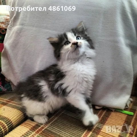 Пухкави ангорски котенца търсят нов дом 