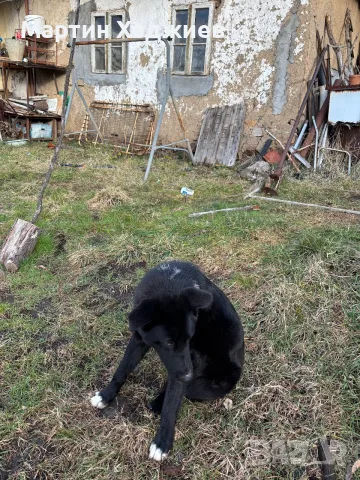 Подарявам мъжко куче, снимка 2 - Акита - 56725719