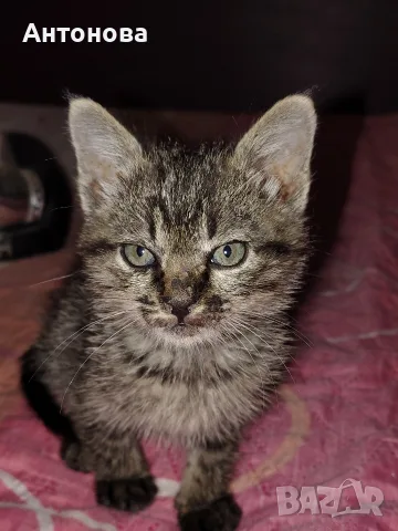 малко коте търси дом!, снимка 3 - Други - 56656703