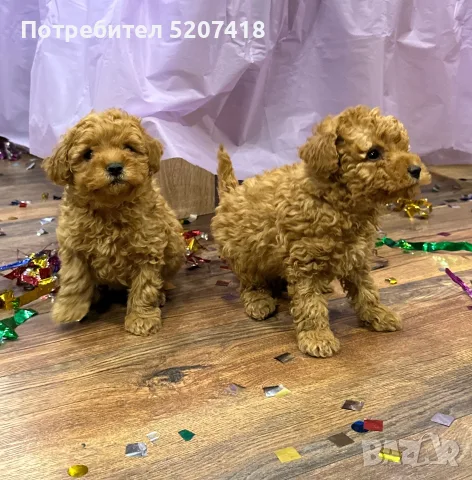 Той пуделчета, пудели 