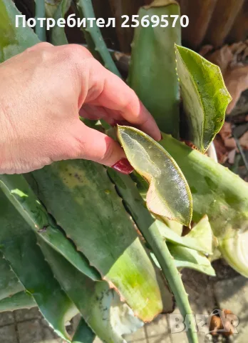 🌿 ПРОДАВАМ ЛЕЧЕБНО АЛОЕ ВЕРА 🌿 