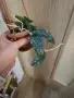Хоя Phuwuaensis, снимка 3