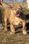 ТОП Американско були ХЛ/ American bully XL, снимка 8