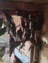 различни видове птици , снимка 4
