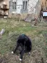 Подарявам мъжко куче, снимка 2