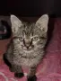 малко коте търси дом!, снимка 3