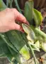 🌿 ПРОДАВАМ ЛЕЧЕБНО АЛОЕ ВЕРА 🌿 , снимка 1