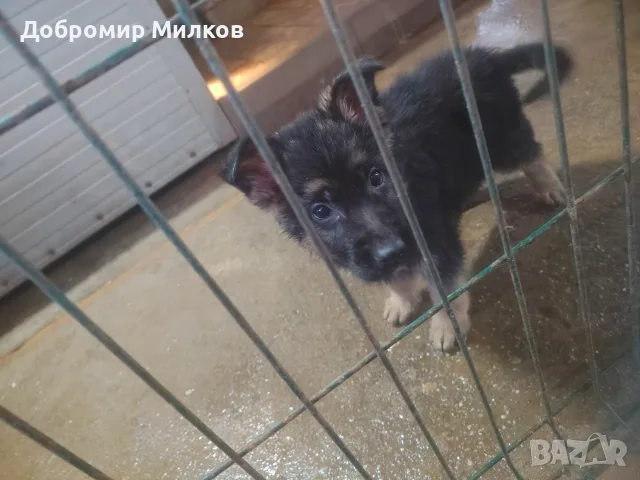 Продавам Немска овчарка