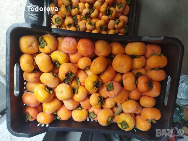 Продавам райска ябълка , снимка 4 - Домашни продукти - 56741712