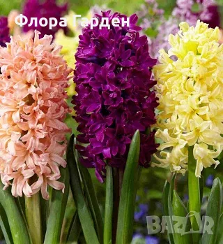Луковици ЗЮМБЮЛ, снимка 9 - Градински цветя и растения - 56578809