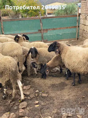  Продавам черноглави агнета