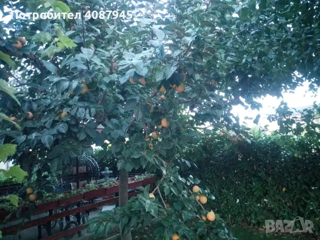 Продавам райски ябълки, снимка 3 - Домашни напитки - 56601205