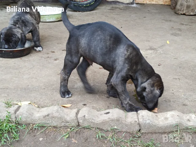 Продавам кученца Кане Корсо , снимка 13 - Кане корсо - 56329358