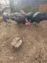 продавам  пуйки, снимка 1