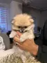 Кученца померани, снимка 2