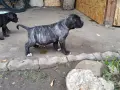 Продавам кученца Кане Корсо , снимка 4