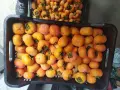 Продавам райска ябълка , снимка 4