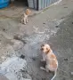 Англйски Пойнтер, снимка 3