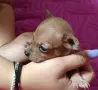 Продавам малки кученца., снимка 3