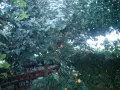 Продавам райски ябълки, снимка 3