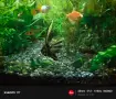 Аквариум с риби 60 и стойка, снимка 4