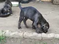 Продавам кученца Кане Корсо , снимка 13