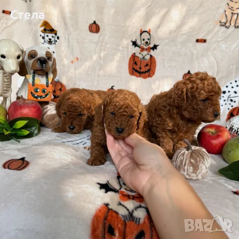 Toy poodle той пудел, снимка 10 - Пудели - 56555077