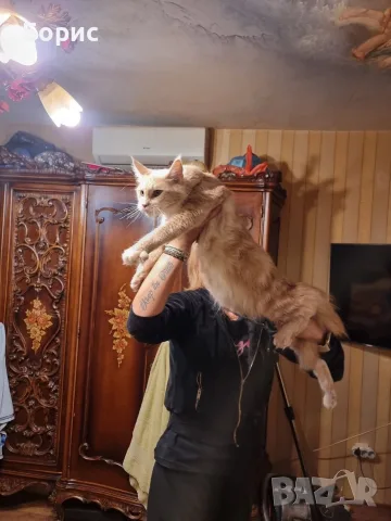 Мейн куун котета, снимка 5 - Мейн кун - 35075644