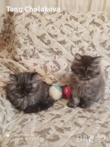 Персийски котенца , снимка 5 - Персийска - 56593851
