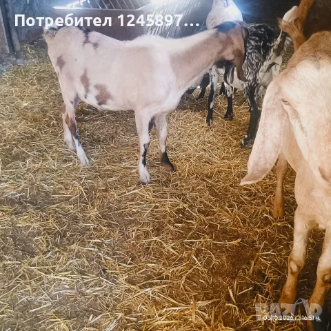 Чистопороден англо-нубийски млад пръч на 1.5г