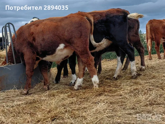 телета от 4 месеца до 1 година , снимка 3 - Крави - 56717870