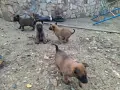 Белгийска овчарка, снимка 3