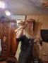 Мейн куун котета, снимка 5