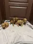 кавапу той пудел , снимка 4