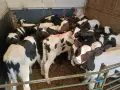 Продавам 14 телета, снимка 2