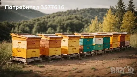 Пчелен мед 2025г