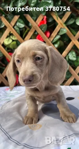 Дакел dachshund , снимка 2 - Дакели - 56691920