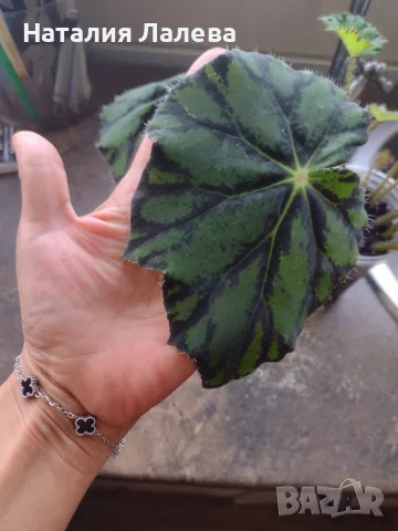 Бегония, begonia Persian brocade , снимка 2 - Стайни растения - 56665939