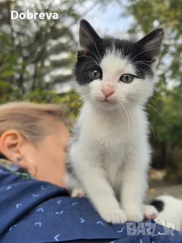 Три мъжки котенца търсят дом, снимка 2 - Други - 56750367