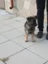 Две момичета немски овчарки!, снимка 13