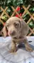 Дакел dachshund , снимка 2