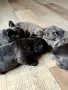 малки френски булдочета , снимка 2