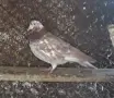 Гълъби  типлери , снимка 2