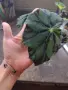 Бегония, begonia Persian brocade , снимка 2