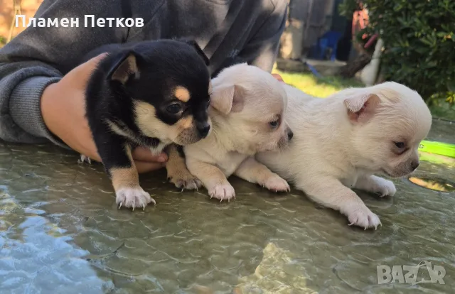 мини чихуахуа момичета