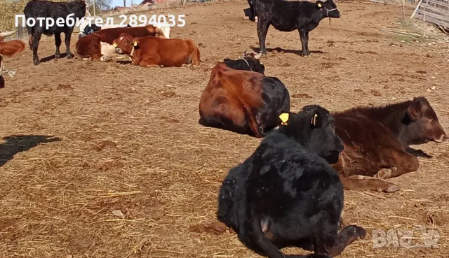 телета за клане и доугояване , снимка 10 - Крави - 56634921