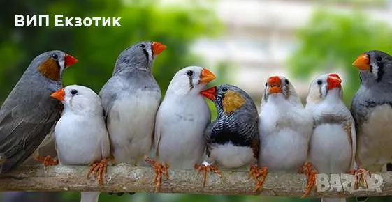 ПРОДАВА ЗЕБРОВИ АМАДИНИ
